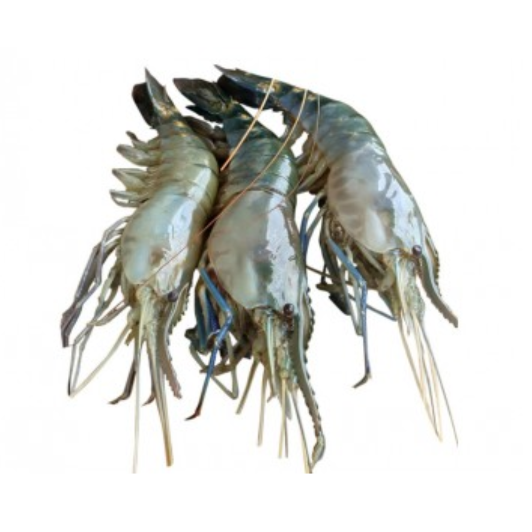Shrimp