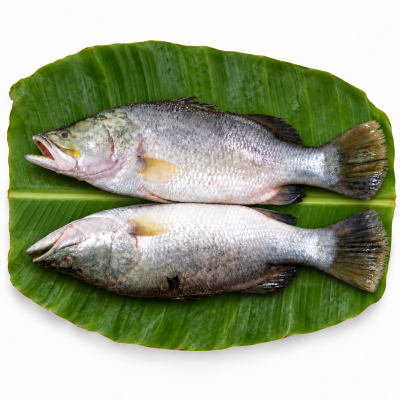 নদীর কোরাল মাছ